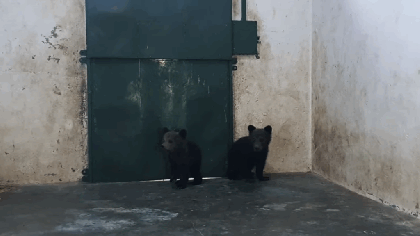 Doi ursuleți de 3 luni, care au stat două zile într-un copac, au ajuns la sanctuarul Libearty din Zărnești
