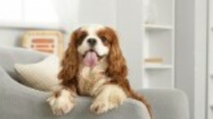 Cavalier King Charles Spaniel - câinele pentru care un rege a dat decret să aibă voie în toate clădirile publice