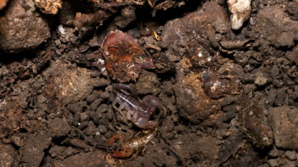 Zona din România care a fost invadată de scorpioni. Unde trăiesc și cât de periculoși sunt