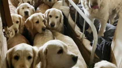 Coșmarul experienței de "mângâiere a unui câine". 40 de Golden Retriever erau ținuți într-o casă și ajungeau să se ucidă pentru apă