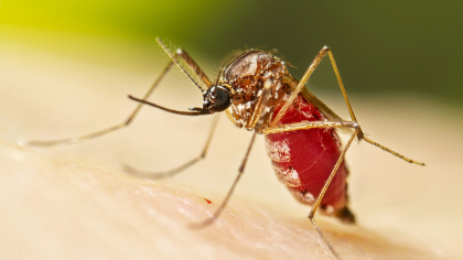 Pericol invizibil în vacanță: un virus tropical amentință o destinație populară din Europa