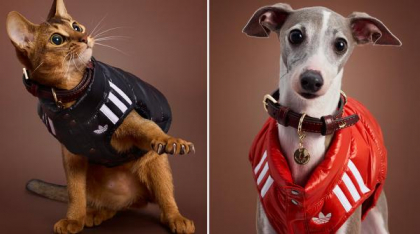 Adidas a lansat o colecție de haine sport pentru câini și pisici: Imagini inedite cu animale de companie adorabile îmbrăcate în trening