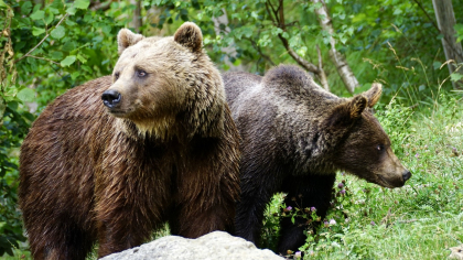Puii de urs ai ursoaicei împușcate pe Transfăgărășan, în grija statului. Ce decizie au luat autoritățile