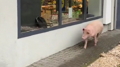 Moment hilar în fața unui supermarket: un porc a vrut să intre în magazin. Reacția paznicului a devenit virală