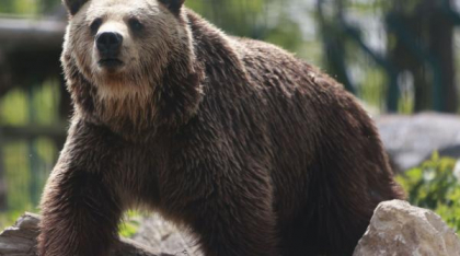 RO-ALERT în Neamț, după apariţia unui urs la Farcaşa. Prefectul conducea o şedinţă pe această temă în comuna vecină