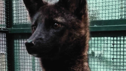 Ce este „Dogxim”, singurul animal hibrid din lume care stârnește îngrijorări științifice serioase