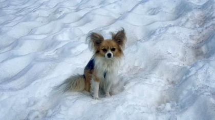 Un alpinist căzut în crevasa unui gheţar a fost salvat de câinele său, un chihuahua