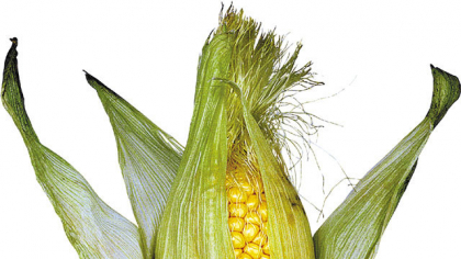 Ministerul Agriculturii, condus de doi ani de Florin Barbu, vrea produse cu valoare adăugată, dar nu ştie la ce se foloseşte porumbul, a doua cea mai exportată cereală a României. Cât porumb ajunge mălai, griş sau fulgi? Cât ajunge amidon? Cât ajunge în hrana animalelor? Cât e pentru uz industrial? Întrebări fără răspuns