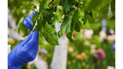 Ce este un acaricid și când se folosește – Ghid esențial pentru grădinari și cultivatori
