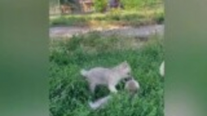 Premieră în România. Doi pui de lup arctic născuți în captivitate, vedetele parcului zoologic din Oradea