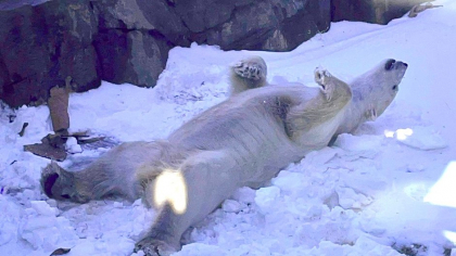 Livrare specială de două tone de gheaţă pentru ursul polar Nuniq, de la Kansas City Zoo