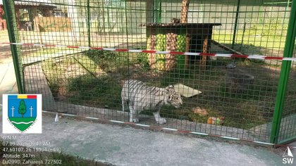 Acces interzis într-o menajerie ilegală din Suceava. Autoritățile au găsit un „ligru”, o specie rară la nivel mondial