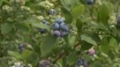 România, printre marii producători de afine. Culturile bio se extind rapid, susținute de fonduri europene