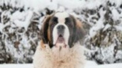 Saint Bernard - caracteristici și nevoi. Cum se îngrijește un astfel de câine masiv