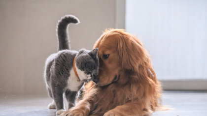 Căini și pisici, mâncare potrivită. ”Meniul” PURINA® potrivit pentru prietenul tău blănos