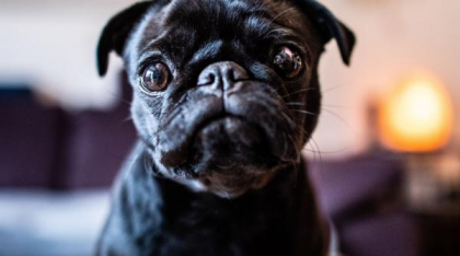 Mops (Pug): Cel mai alintat și iubitor prieten pe care îl vei avea vreodată