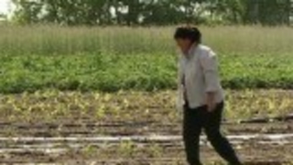 Ger de iarnă la mijloc de mai. Val de frig care a lovit România distruge culturile care au început să răsară
