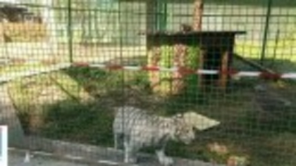Primul pui de ligru din România nu mai poate fi vizitat. Grădina Zoo improvizată a fost închisă | VIDEO