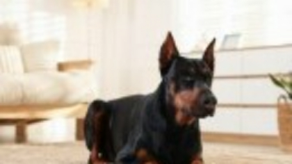 Doberman – tot ce trebuie să știi despre această rasă inteligentă și loială. Caracteristici, îngrijire și dresaj