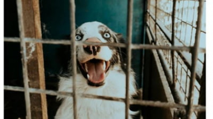 Epoca câinilor legați în lanț ia sfârșit. Amenzi pentru proprietarii de animale care nu îndeplinesc condițiile minime pentru bunăstare animalelor