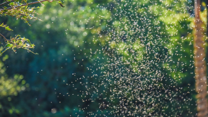 Invazia insectelor de vară. Ce consecinţe are asupra sănătăţii și ecosistemului