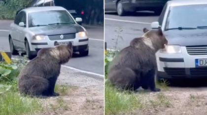 Momentul halucinant în care un șofer din Dolj încearcă să lovească un urs cu mașina, pe Transfăgărășan. Poliția l-a găsit pe individ