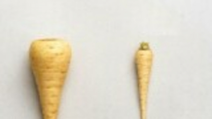Diferența între păstârnac și rădăcina de pătrunjel: cum să le recunoști și să le folosești corect