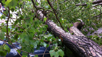 Furtunile au făcut ravagii în 19 județe: copaci doborâți, acoperișuri smulse și un copil rănit
