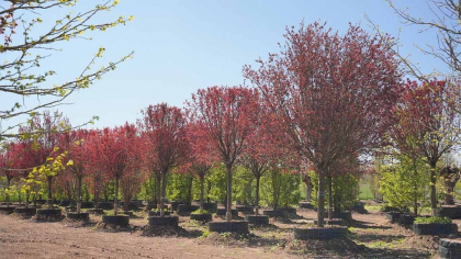 IULIUS a amenajat prima pepiniera dendrologica din Dobrogea care are deja 1.100 arbori