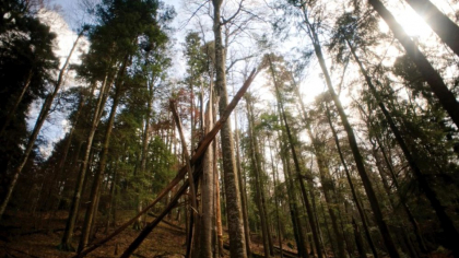 Secretele ascunse ale României. Locul unic în România unde se găsesc „giganții verzi” ai Carpaților