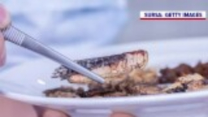 Hrană pentru animale de companie pe bază de insecte – ultimul produs al birocrației europene