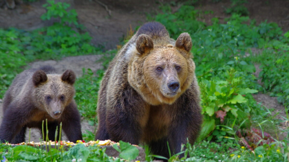 România schimbă legea. Decizie pentru cine vede un urs în oraș sau în pădure: Un semnal foarte clar!