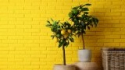 Lămâi – cum să crești și să îngrijești arbori fructiferi în grădină sau ghiveci