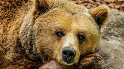 Urșii au invadat o comună din Mureș: „O ursoaică cât o vacă”. Cum se apară localnicii