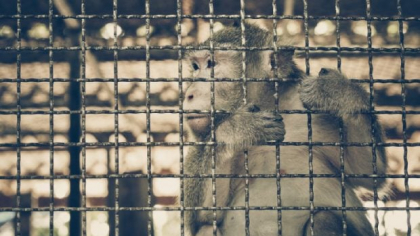 Comercianții de animale sălbatice au răspândit COVID pe o distanță de mii de kilometri, nu doar liliecii