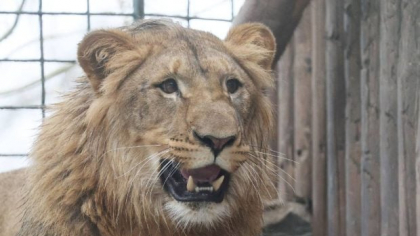Șeful unei grădini zoologice din Crimeea a fost sfâșiat de un leu. Safari e celebru pentru animalele transferate din zonele de conflict