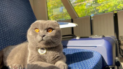 Un motan prea gălăgios i-a adus stăpânei o amendă, într-un tren din Franța. Camille susţine că i s-a făcut o nedreptate