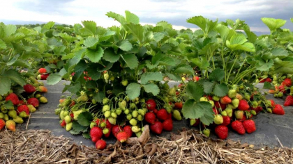 Cât costă kilogramul de căpșuni culese direct de la producător. Fructele pot fi degustate gratuit