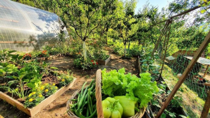Legumele pe care le poți planta în luna iulie. Secretele pentru o recoltă bogată și sănătoasă