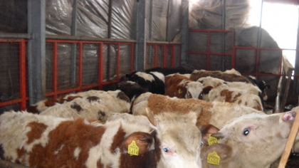 Europa se confruntă cu cea mai gravă epidemie de febră aftoasă. Virusul dispăruse de o jumătate de secol