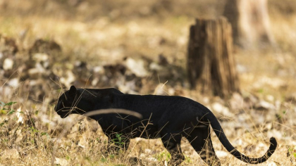 Mobilizare de amploare în căutarea panterei negre. Au fost aduși polițiști, veterinari, chiar și un expert din Africa de Sud