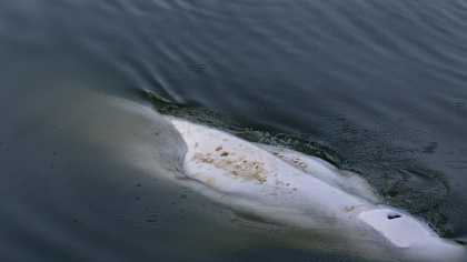 Atacul terifiant care a făcut istorie pe mare. Povestea cutremurătoare care a inspirat romanul „Moby Dick”