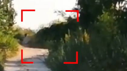 Panteră neagră în libertate lângă România. Autoritățile bulgare, în alertă maximă