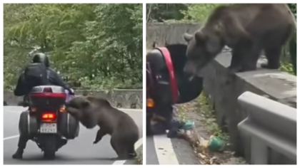 Șocant! Imaginile în care un urs atacă un turist pe Transfăgărășan. Animalul l-a mușcat, i-a dărâmat motocicleta și i-a golit portbagajul! VIDEO