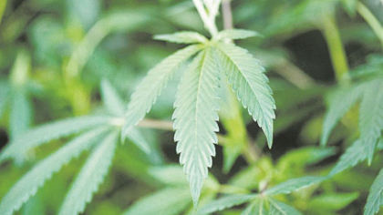 Lista țărilor europene unde este permis consumul de marijuana și în ce condiții