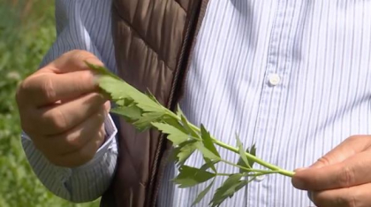 Condimentul românesc care produce poftă de mâncare. BRGV Buzău a obținut un soi unic al plantei aromatice: „Străinii nu o recunosc”