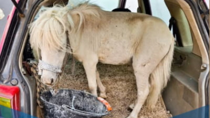O femeie a fost prinsă cu un ponei în portbagajul mașinii. Ce i-a făcut poliția