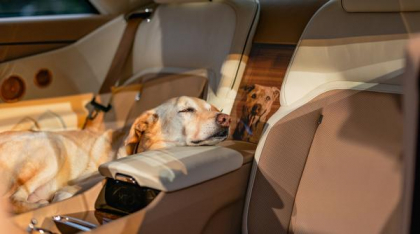 Un cuplu din SUA a plătit un milion de dolari pe o mașină Rolls Royce personalizată pentru câinele familiei: Cum arată „Spectre Bailey”