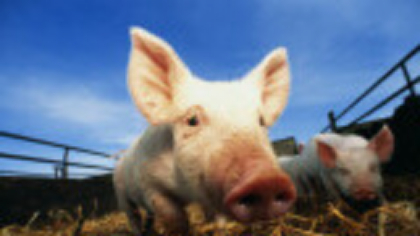 Guvernul chinez a hotărât că vrea porci mai slabi. Care este motivul acestei decizii