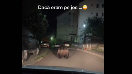 Urs uriaș, filmat pe o stradă din Predeal când se pregătea să atace o mașină (VIDEO)